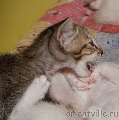 Ориентальные котята