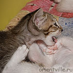 Ориентальные котята