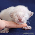 Сиамский котенок