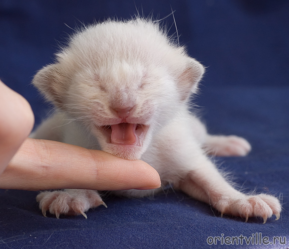 Orientville's Asterix