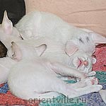 Сиамские и ориентальные котята