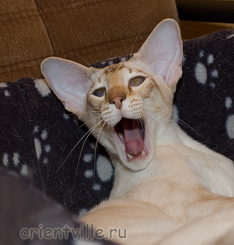 Спаааать хочется