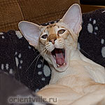 Спаааать хочется