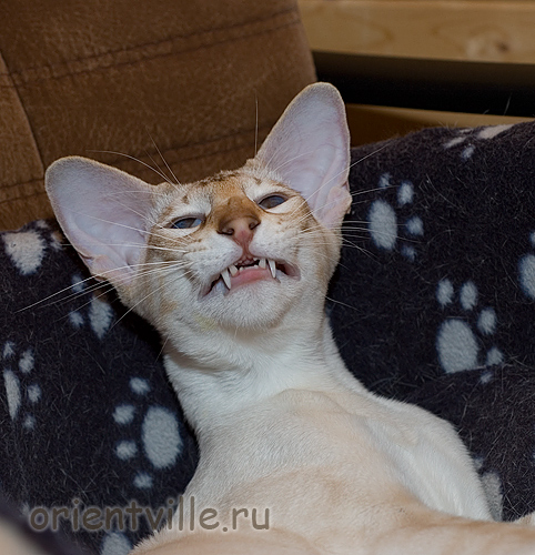 Гыыыыы, ну я и зевнул