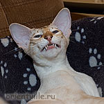 Гыыыыы, ну я и зевнул