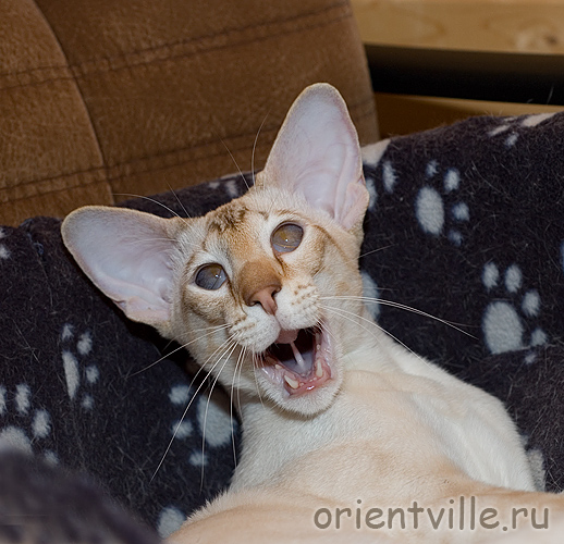 Сиамский кот. Щас зевну