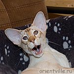 Сиамский кот. Щас зевну