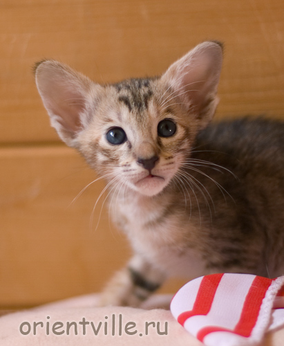 Ориентальная черепаховая кошка