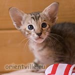 Ориентальная черепаховая кошка