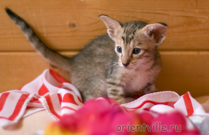 Ориентальная черепаховая кошка