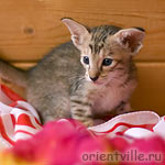 Ориентальная черепаховая кошка