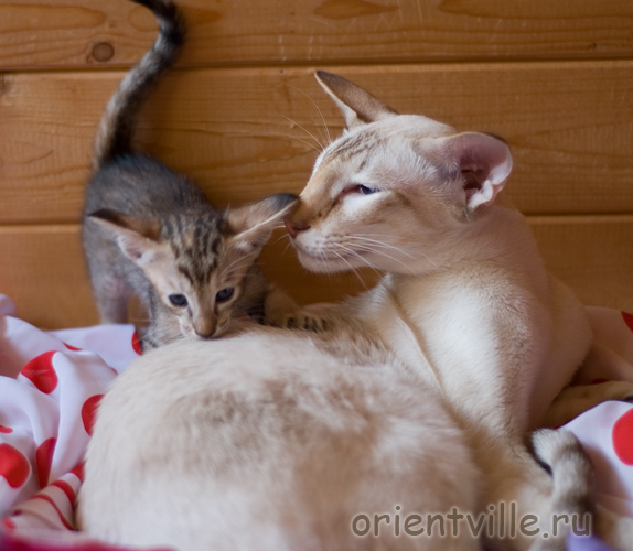 Ориентальная черепаховая кошка с папой