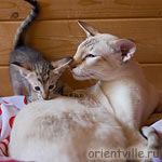 Ориентальная черепаховая кошка с папой