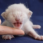 Сиамский кот