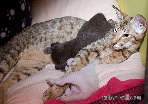 Ориентвиль'с Аврора. Еда - это святое!