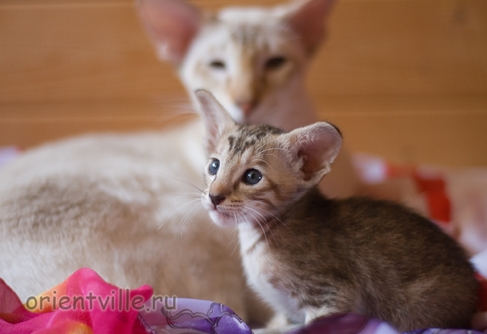 Ориентальная черепаховая кошка с папой