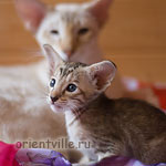 Ориентальная черепаховая кошка с папой