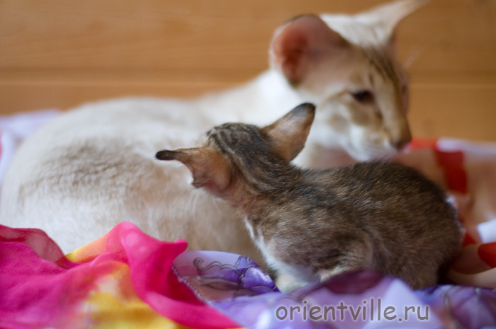 Ориентальная черепаховая кошка с папой