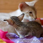 Ориентальная черепаховая кошка с папой