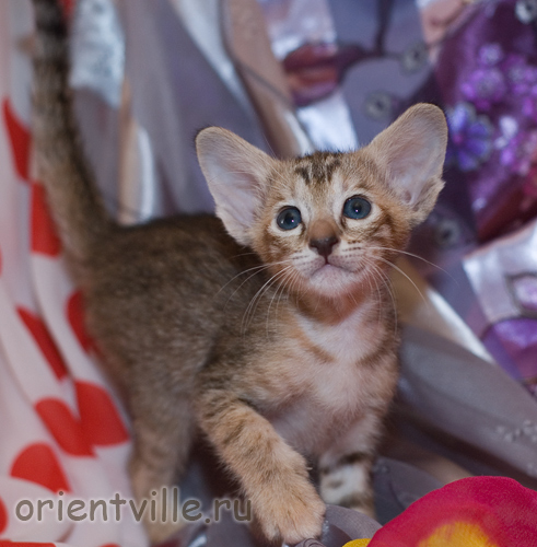 Ориентальная черепаховая кошка