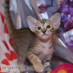 Ориентальная черепаховая кошка