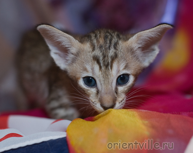 Orientville's Diva Plavalaguna