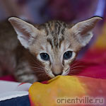 Ориентальный котенок