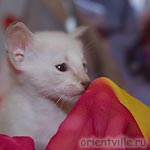 Orientville's Cap. Barbossa