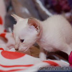Сиамский котенок