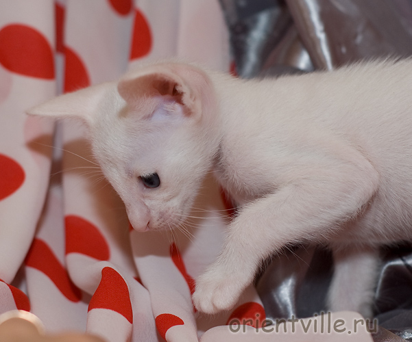 Ориентальный белый котенок