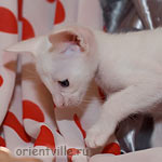 Ориентальный белый котенок