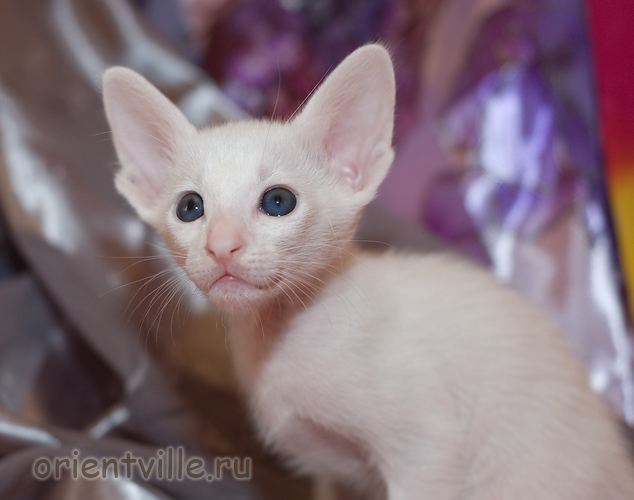 Ориентальный белый котенок