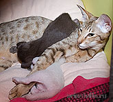 Ориентвиль'с Аврора. Еда - это святое!