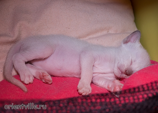 Ориентвиль'с Астерикс