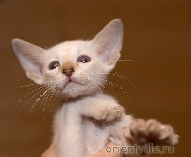 Сиамский кот