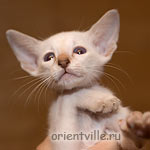 Orientville's Cap. Barbossa