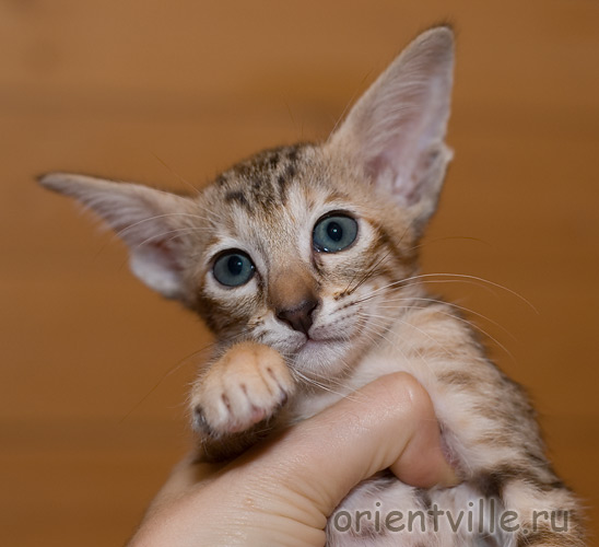 Ориентальная черепаховая кошка