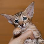 Orientville's Diva Plavalaguna