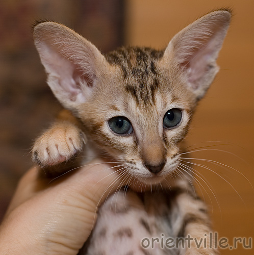 Ориентальная черепаховая кошка