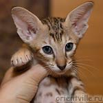 Ориентальная черепаховая кошка