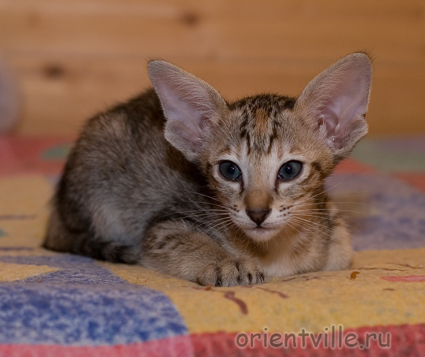 Orientville's Dylan Sanders