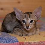 Orientville's Dylan Sanders