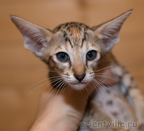 Ориентальная черепаховая кошка