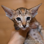 Ориентальный котенок