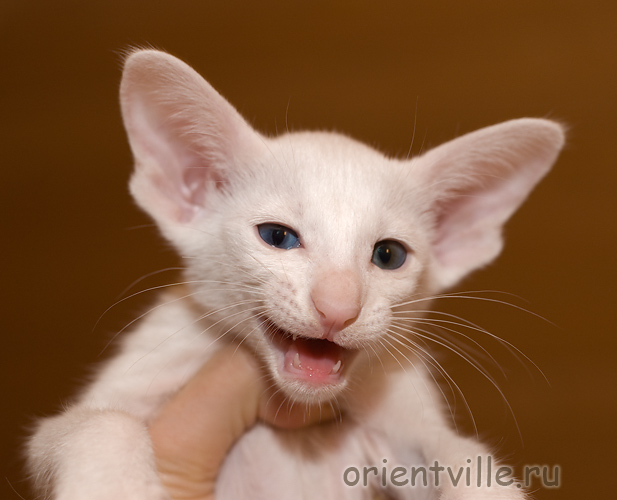 Ориентальный белый разноглазый кот