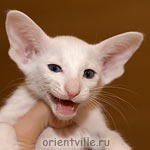 Ориентальный белый котенок