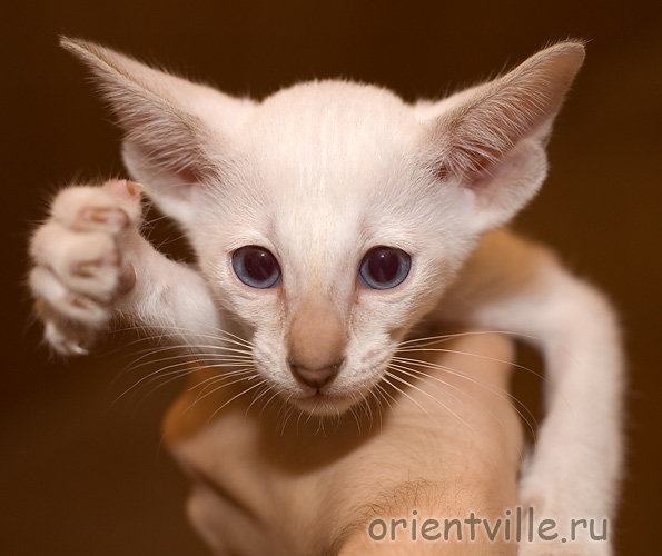 Orientville's Cap. Sao Feng