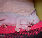 Ориентвиль'с Астерикс