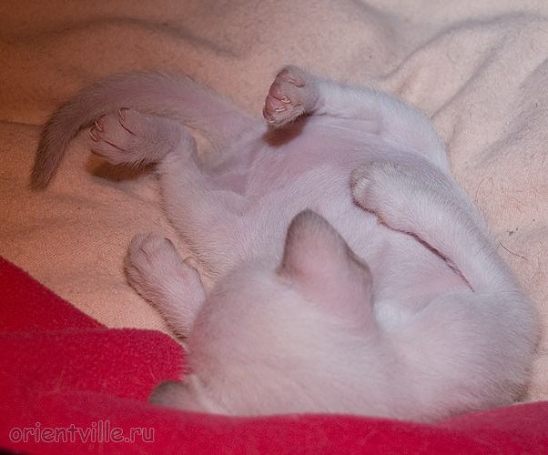 Ориентвиль'с Акуна Матата. Вот что значит 