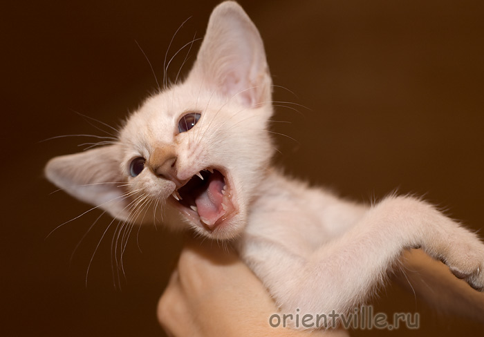 Сиамский кот